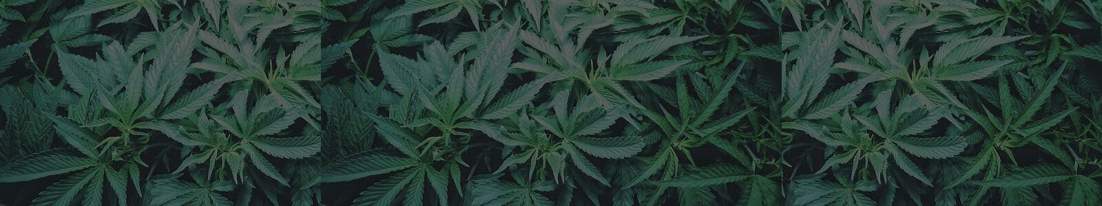 Stuart Howe On Legalising Cannabis Parkes 2025